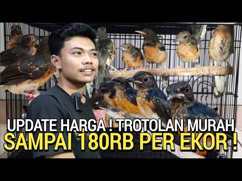 PALING MURAH ! DI PASAR BURUNG PRAMUKA MURAI SEHAT 180RB PER EKOR KIOS LARIS JAYA