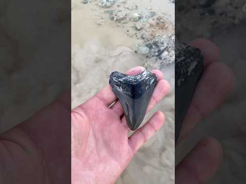 Do you know what kind of shark tooth this is?? Hint: it’s not a Great White #ancient #florida #woah