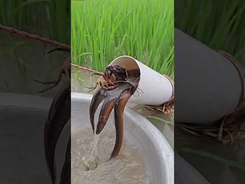 Unique Fishing Technique
