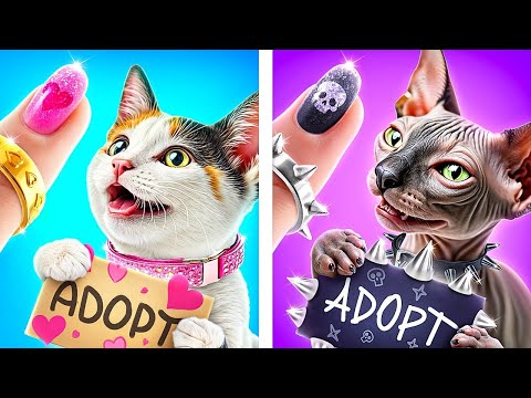 ¡Adoptamos dos gatos sin hogar! ¡Gata Buena vs Gato Malo!