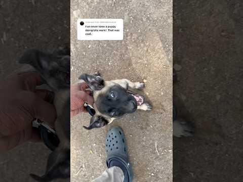Chef loves bitework!🔥 #puppy #dogtraining #bitework