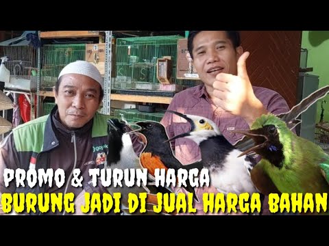 AKHIRNYA TURUN HARGA UNTUK MURAI GACOR FULL MATERI DAN PROMO BURUNG RAWATAN PURTOT