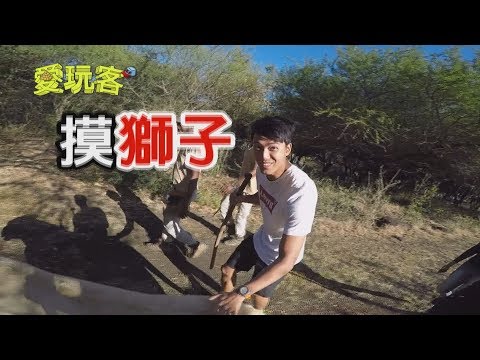 【真不要命的玩法？！簽生死狀跟獅子散步～】愛玩客 精華