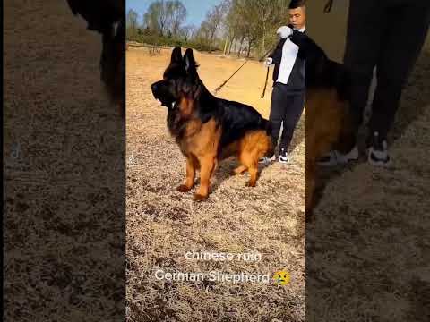 Your Thoughts About Chinese Shepherd? 🤢🤮