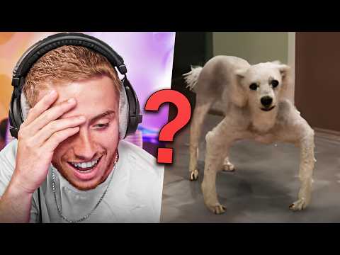 LE VRAI VISAGE DE NOS ANIMAUX … 😳 (React)