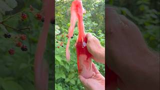 Making soda from wild blackberries
