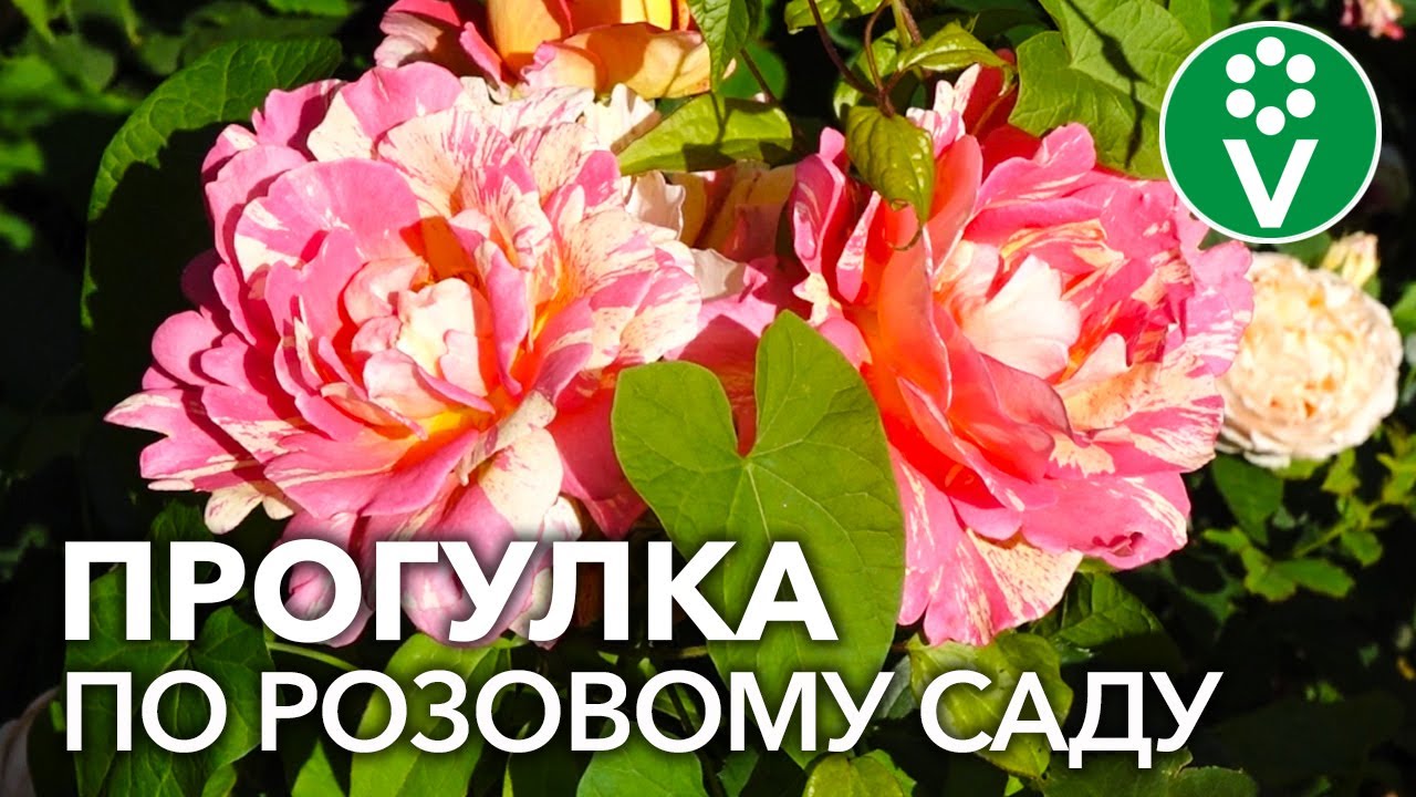 Восхитительный сад в английском стиле! В гостях у ландшафтного дизайнера и коллекционера роз