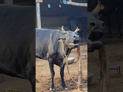 Big Holstein cow Moo sound#cow sound#animal sound#gorur humba humba dak#cow videos