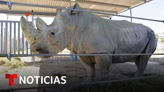 Cuatro rinocerontes blancos llegan al Zoológico de Guadalajara tras viajar 35 horas desde Europa
