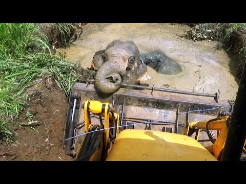 Stuck for hours in deep well mother and baby elephant rescued | Wildlife | Animals #elephant