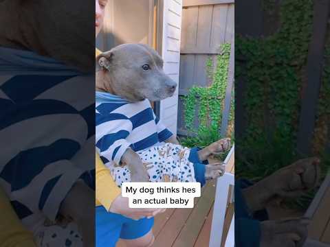 My dog thinks he’s an actual baby #funny #funnypets #foryou #funnypuppy