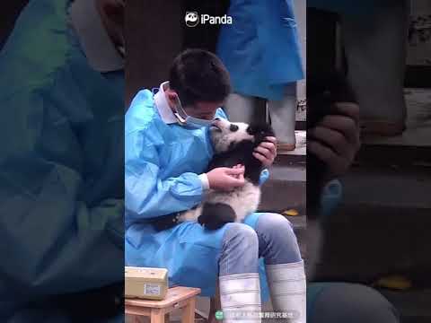 Nanny Kissing Baby Panda | iPanda #Shorts