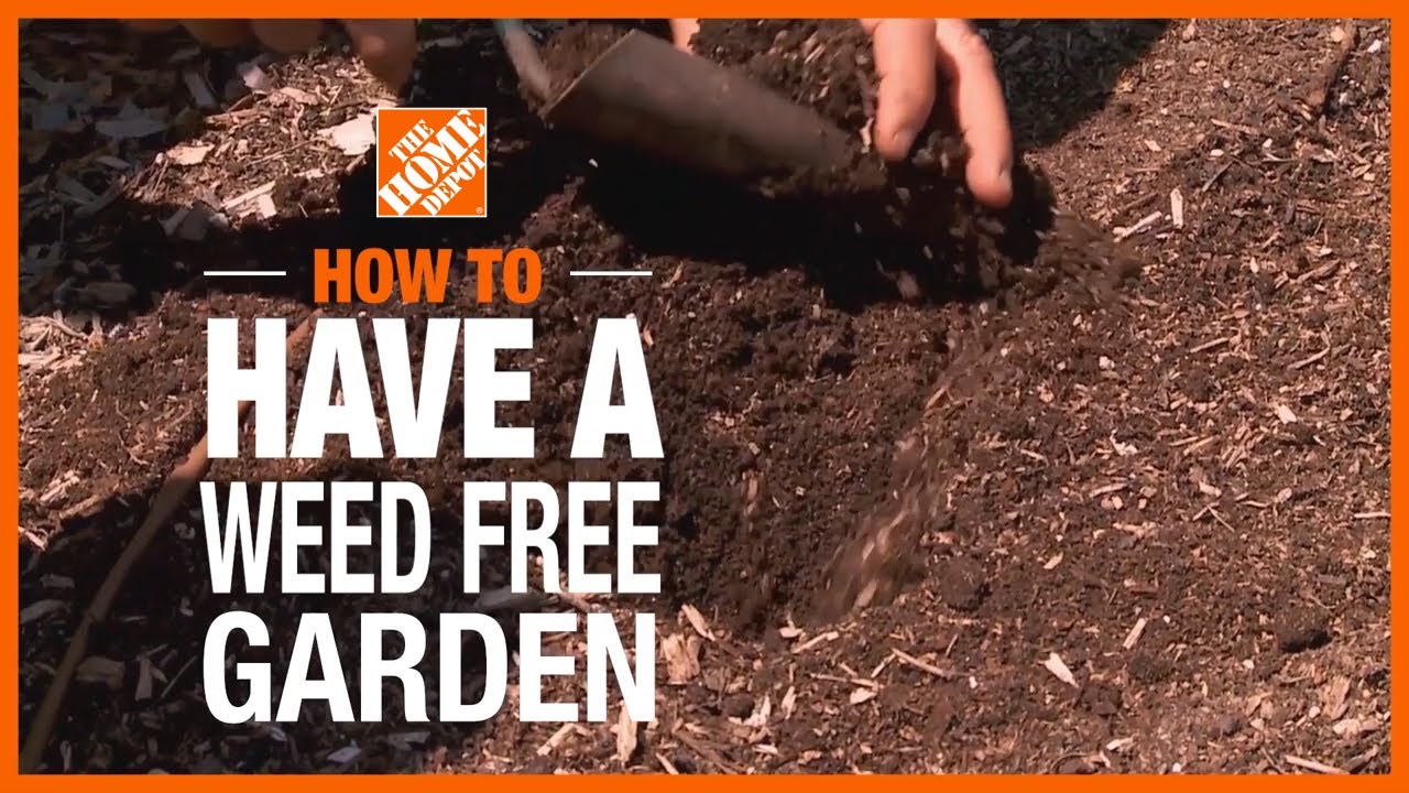 How to Have a Weed Free Garden