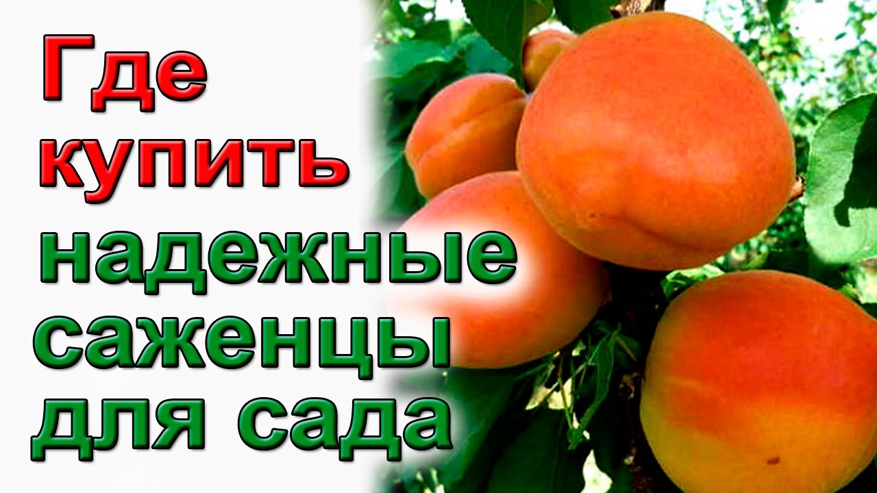 Обязательно только так выбирайте саженцы для сада