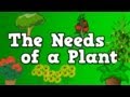 Understanding Plant Needs
