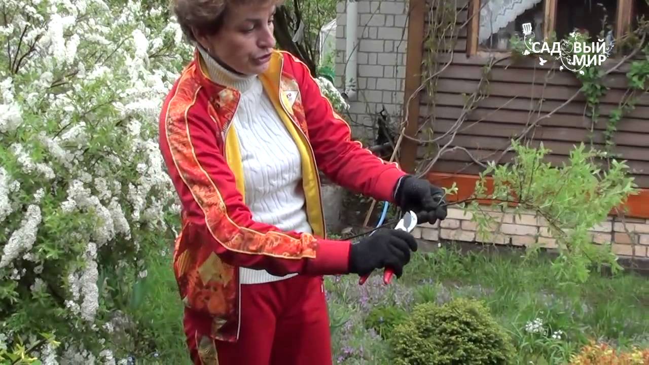 Неприхотливые растения для сада Спирея серая белый фонтан!