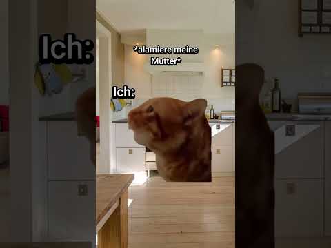 POV: Du googelst deine Symptome? #katzen #google #shorts #katze #katzenvideos