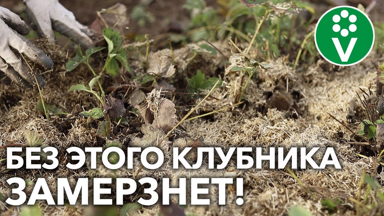 Как укрыть садовую землянику на зиму и что делать с мульчей весной?