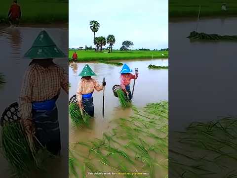 Unique method of paddy cultivation in Japan