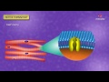 Active Transport Mechanisms and Characteristics