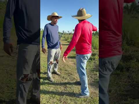 Como que aconteceu com o Calango