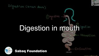 Digestion in mouth
