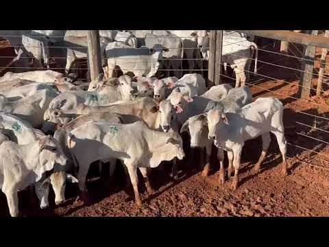 LOTE 24