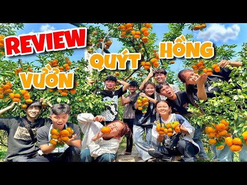 Anh Ba Phai | Đại Náo Vườn Quýt Hồng Đồng Tháp 🍊🍊🍊