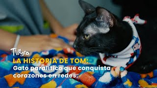 La historia de Tom: Gato paralítico que conquista corazones en redes – TvAgro por Juan Gonzalo Angel