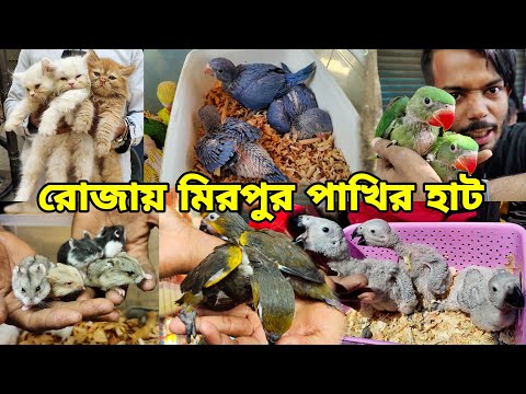 রোজায় জমজমাট মিরপুর ১ পাখির হাট | টিয়া পাখির বাচ্চা | Mirpur 1 Pakhir Haat | Tia pakhi,biral