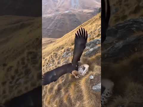 Lynx Ambushes Eagle on Mountain Cliff — But the Sky Belongs to the Hunter | AI Wildlife Scene
