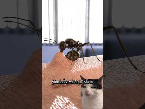 มดไม่ได้กัดคุณ...แต่มันทำแบบนี้ 🐜 #shorts #animals #interesting