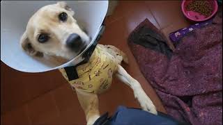 Olha como está a recuperação da Dara pós cirurgia