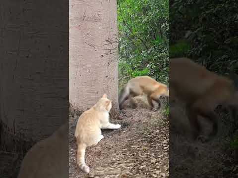 Fox Vs Brave Cat @exlittlebeans @Catvid-19 @GingerandPepper #cat #trending @furry-cornerz
