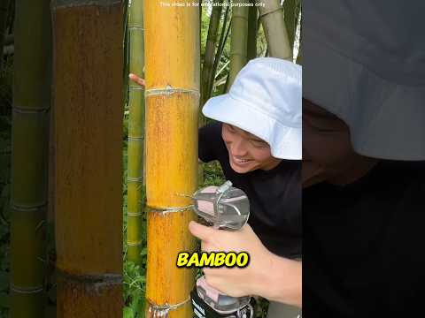 The bamboo that saves your life🎋