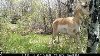 2026-05 Pronghorns on the forest trail