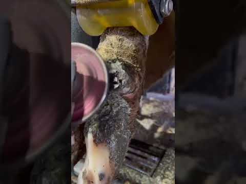 This dew claw has a hole in it…#natethehoofguy #fyp #foryoupage #hooftrimming #hoofcleaning