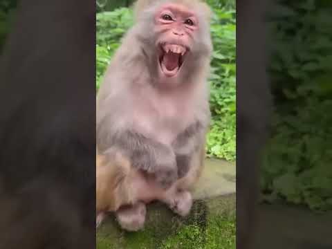 kaget ko bisa ketawa #funny