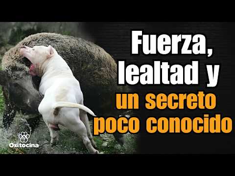 Lo que nadie te dice del Dogo Argentino