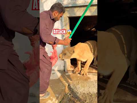 Lions 🦁 fans #bigcats #wildliferescue #lion #largecats #wildlife #tigerspotted #wildcats 😱