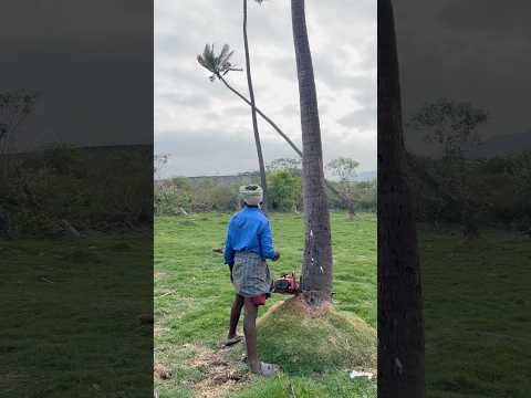 😱தென்னை மரம் வெட்டும் காட்சி! Coconut tree cutting video! Contact;8428343765📞 #shortvideo