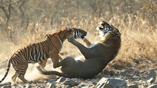 Wildlife Reality For Tigers