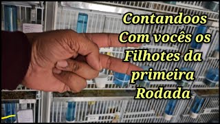 Todos os filhotes que nasceram ate agora