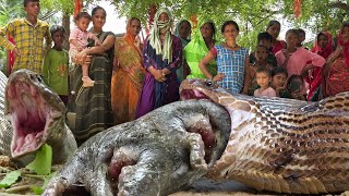 जिंदा जीव को निगलने के बाद, दिवाल के बीच में फंसे कोबरा को कैसे बाहर निकाला! Dnagerous Snake 🐍😱