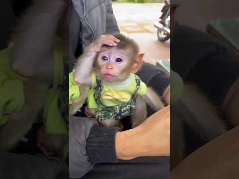 that smile 😊✨😍very cute🥰#shortvideo #shortsfeed #monkeyshort
