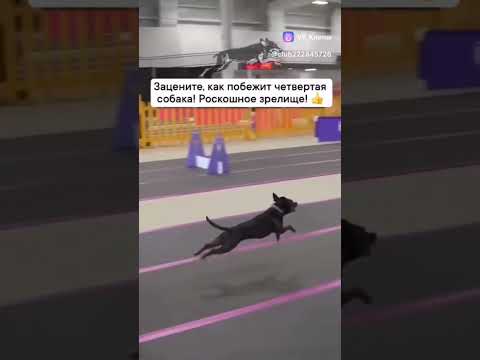вот это пес. #прикол #шуточное #roflmemes #юмор #смешновидео #funny #смехпродлеваетжизнь #мемасики