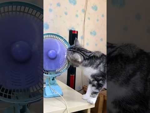 Kucing Kaget Katanya-katanya #viral #sound #dj #remix #fypシ゚viral #fyp #fyptiktok #trending