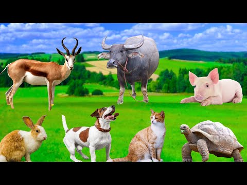 The Exciting Adventure of Animals - Dogs, Cats, Rabbits, Squirrels, Pigs, Chickens, Turtles