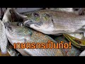 การระบาดของปลาหมอคางดำและผลกระทบ