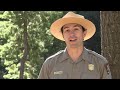 Giant Sequoias: Resilience and Challenges